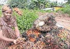 Nansamba Jane is oil palm grower in Betta village, Uganda.